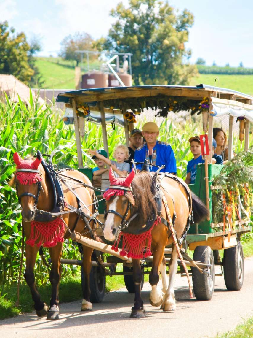 Buurehof Waltrigen, Häusernmoos