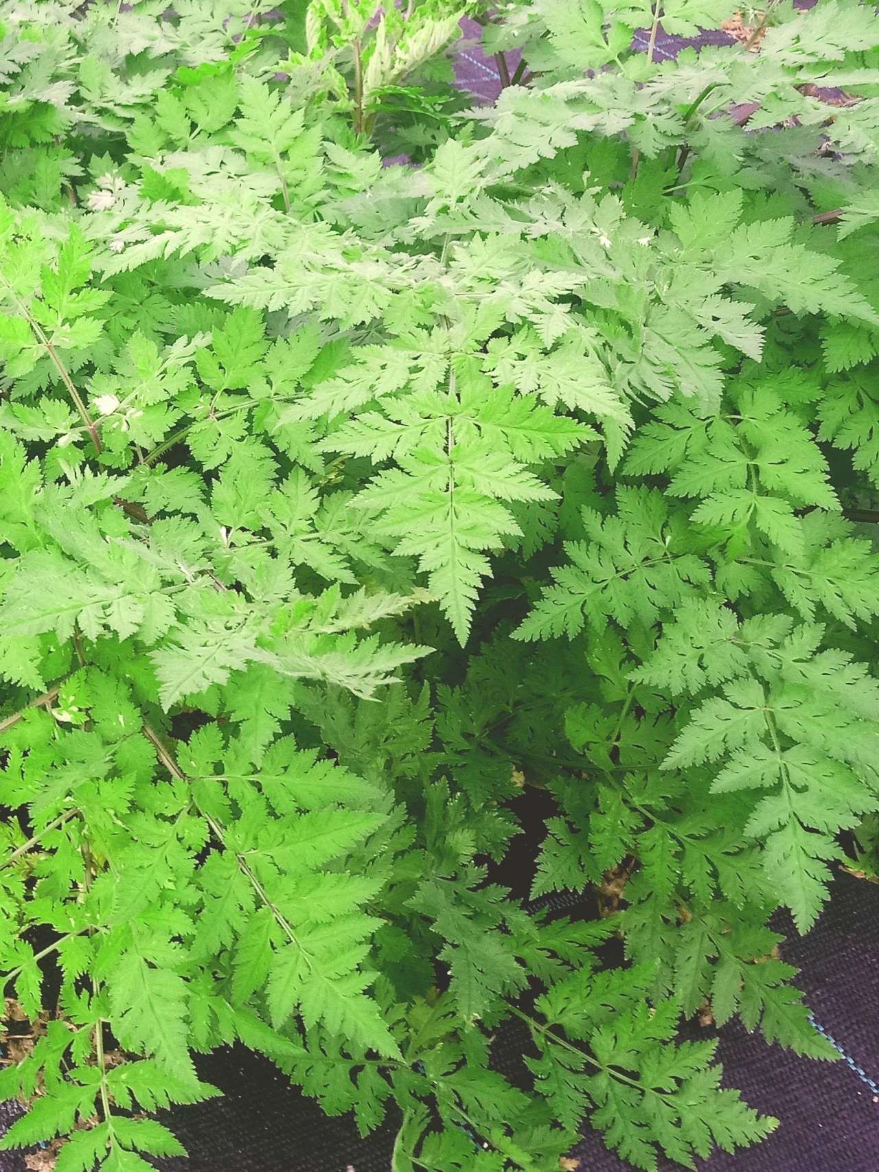 Chörblichrut, Burgdorf 