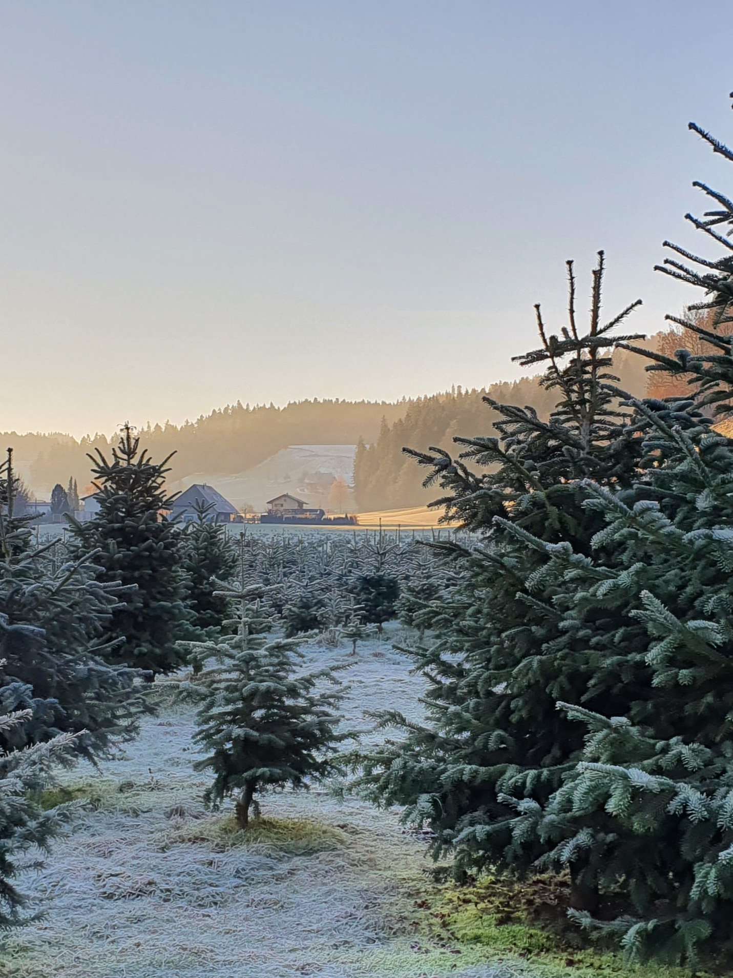 Goldbacher Weihnachtsbäume