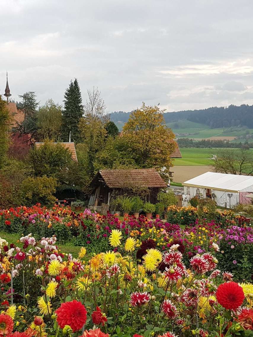 Dahlienschau Waldhaus Lützelflüh