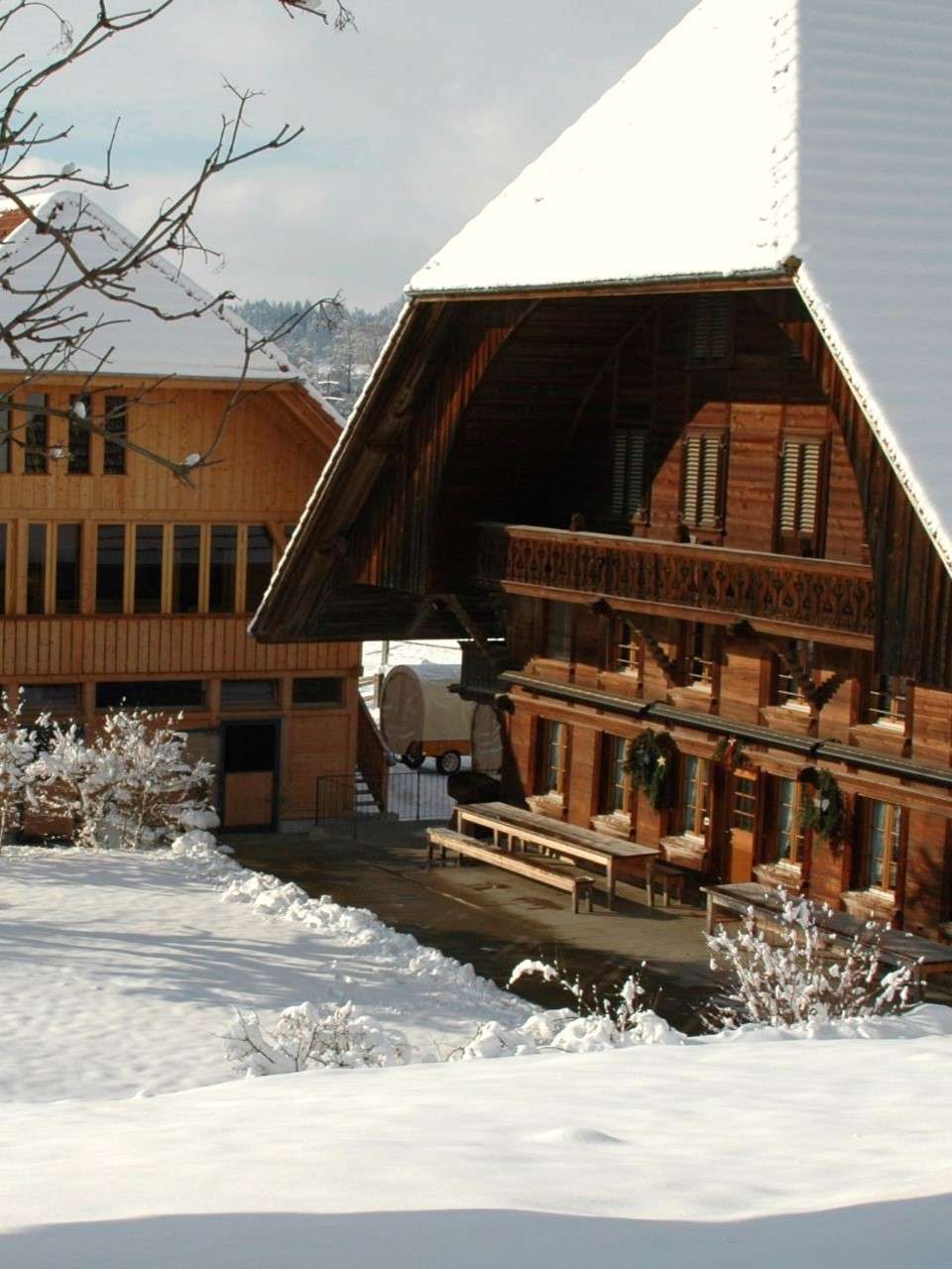 Fondue zwischen Haflinger-Pferden