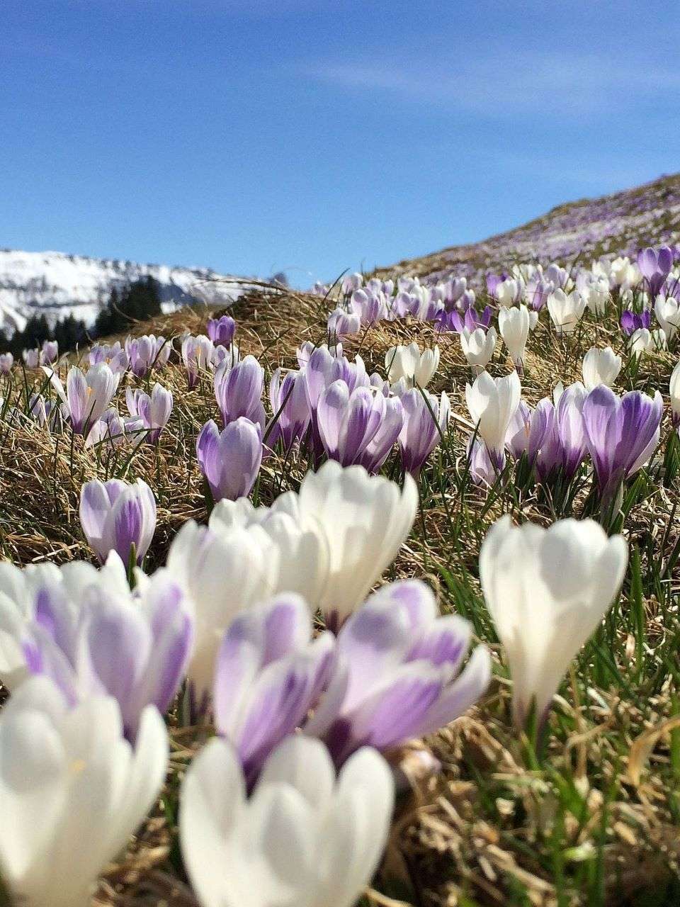 Rämisgummenhoger, Eggiwil