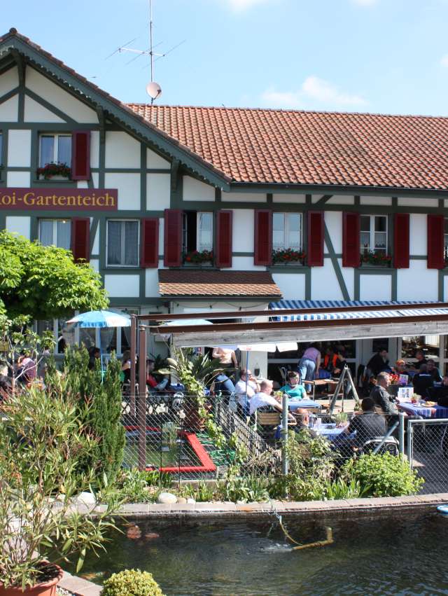 Koi beobachten