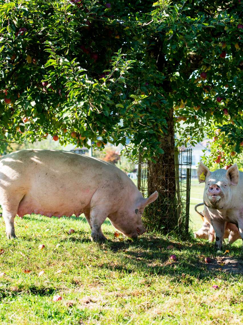 Bauernhof Oberhuus, Alchenstorf