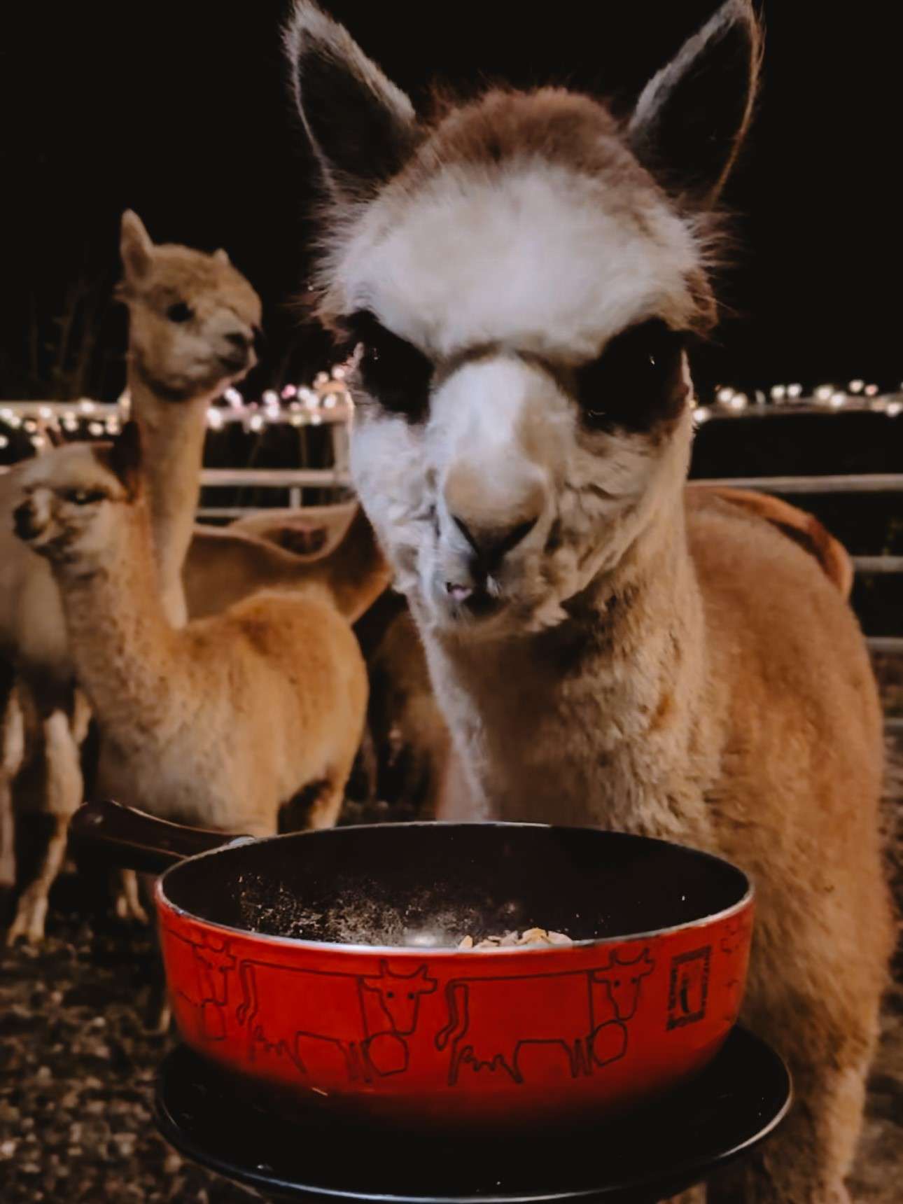 Käse inmitten Alpakas