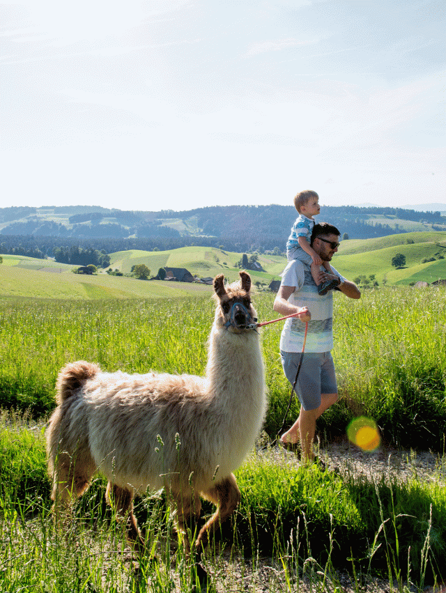 Lama Wanderungen