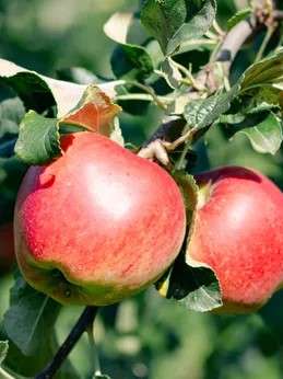 Hof-Tipp: Farm & Food Day
